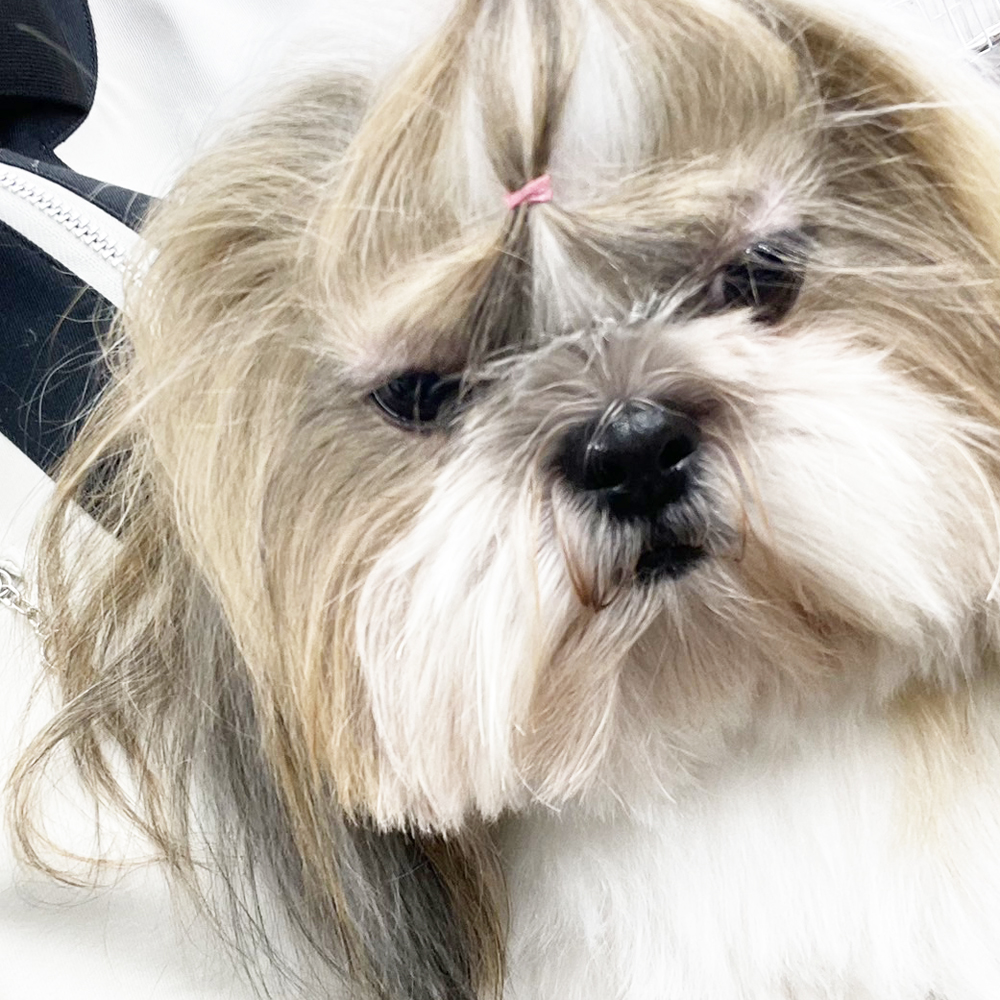 ☆生徒が撮影したモデル犬☆